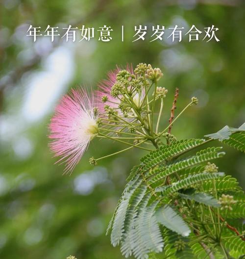合欢花的悲伤花语代表什么？