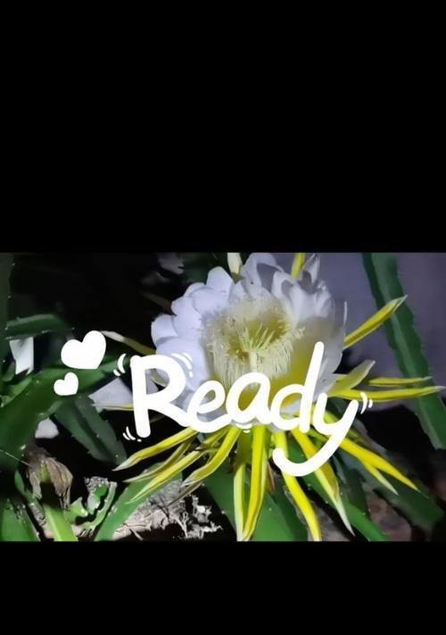 鲜切花火龙果的花语含义是什么？