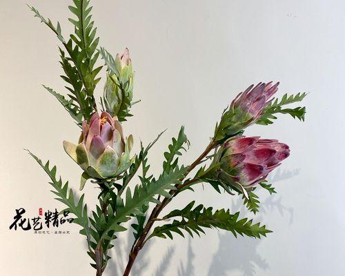 蓟花的花语代表什么含义？