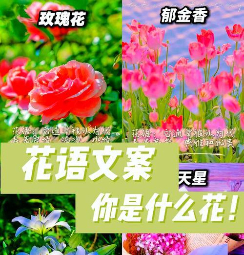 出生的花语有哪些含义？