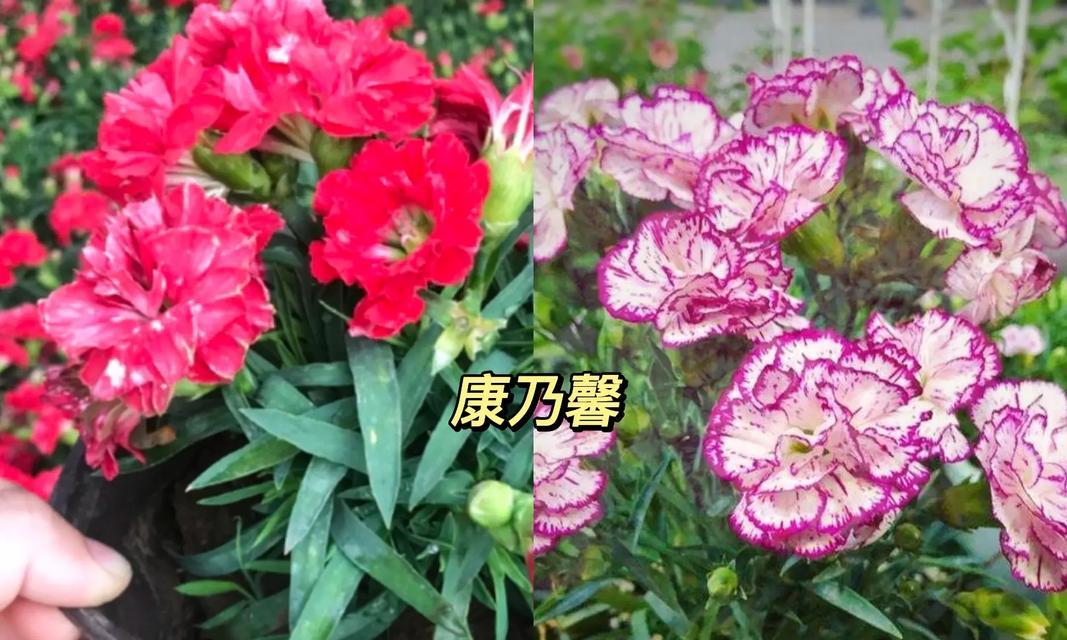 康乃心的花语有哪些含义？