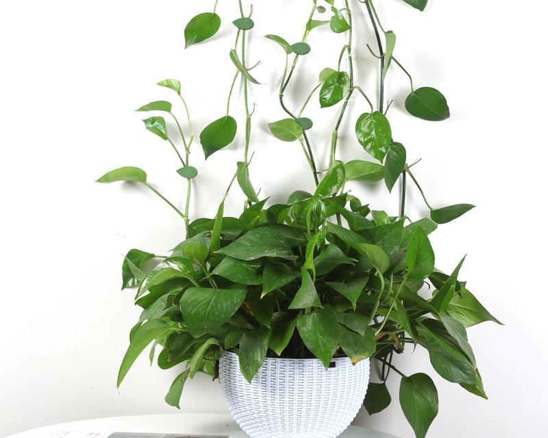 绿萝的花语是什么？绿萝的意义有哪些？