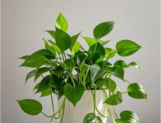 绿萝的花语是什么？绿萝的意义有哪些？