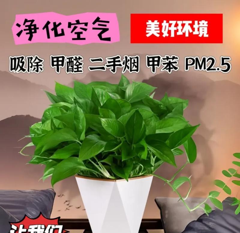 绿萝的花语是什么？绿萝的意义有哪些？