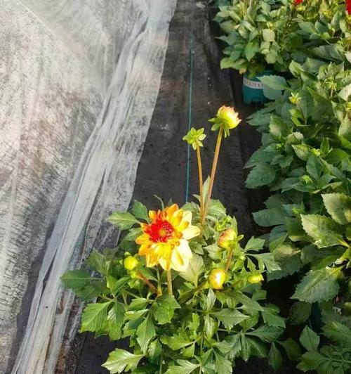 小丽花的花语有哪些含义？