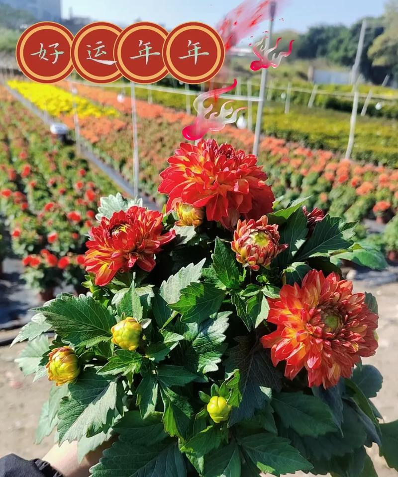 小丽花的花语有哪些含义？