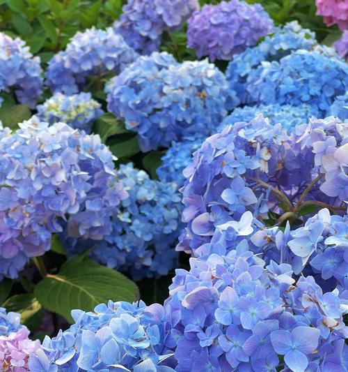 手工绣球花的花语是什么？寓意有哪些？