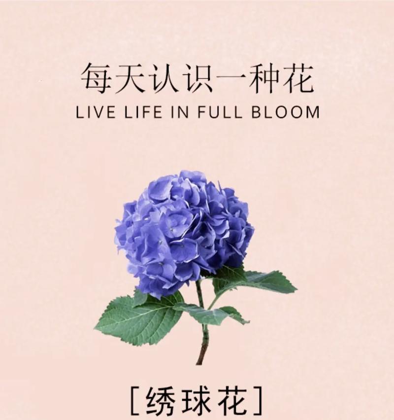 手工绣球花的花语是什么？寓意有哪些？