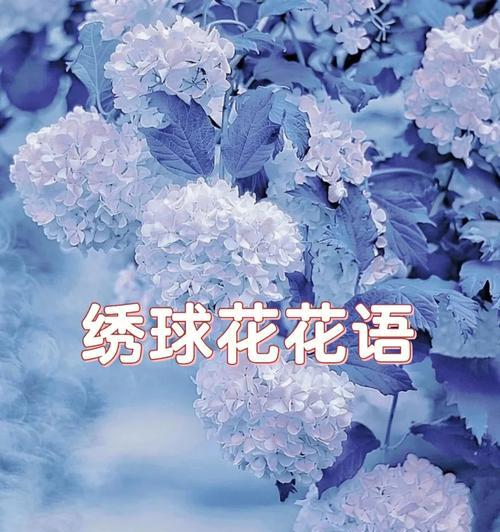 白绣球花的花语是什么？寓意有哪些？