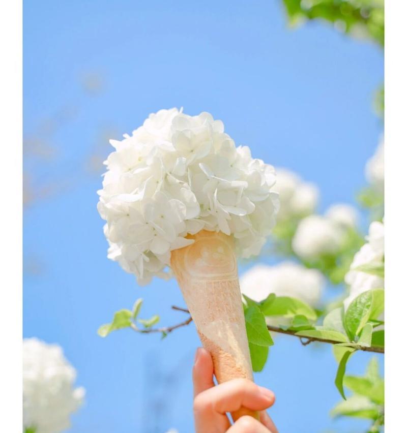 白绣球花的花语是什么？寓意有哪些？