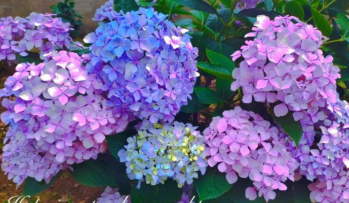 白绣球花的花语是什么？寓意有哪些？