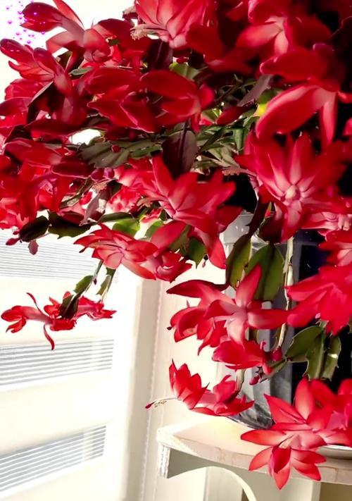 蟹爪兰的花语是什么？有花语吗？