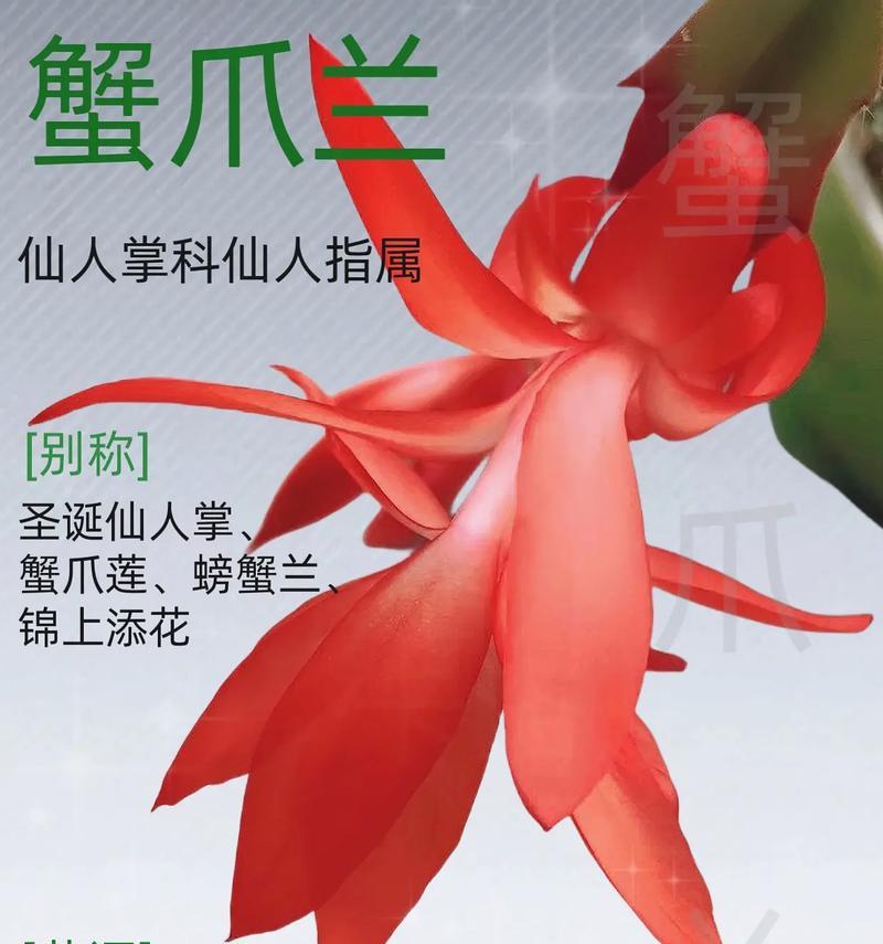 蟹爪兰的花语是什么？有花语吗？