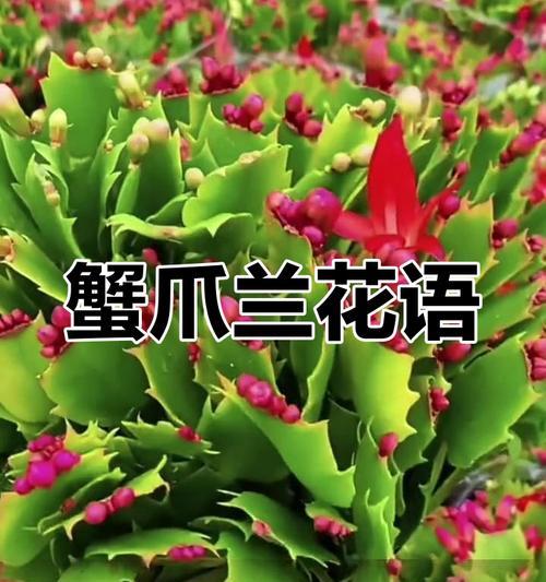 蟹爪兰的花语是什么？有花语吗？
