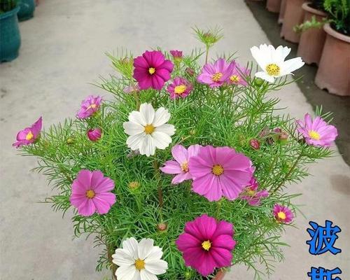 波斯菊的花语是什么？背后的故事有哪些？