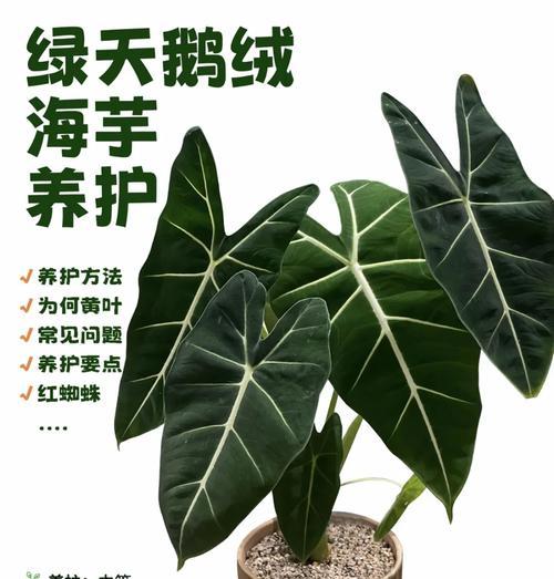 惑世红颜海芋的花语是什么？代表什么？