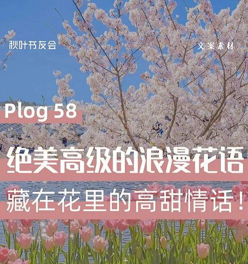 惑世红颜海芋的花语是什么？代表什么？
