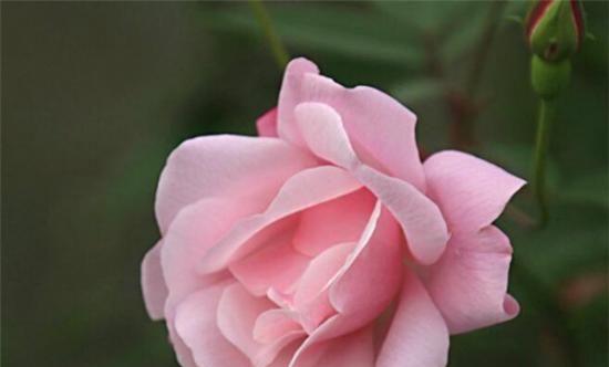 惑世红颜海芋的花语是什么？代表什么？