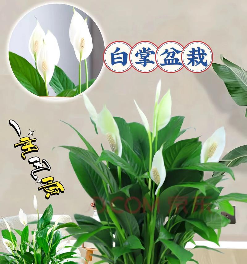 绿植盆栽的花语有哪些？大全是什么？