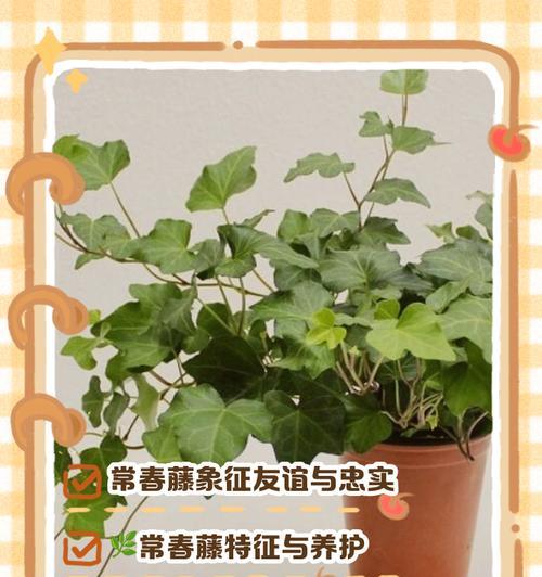 绿植盆栽的花语有哪些？大全是什么？