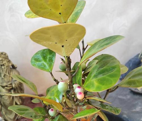 绿植盆栽的花语有哪些？大全是什么？