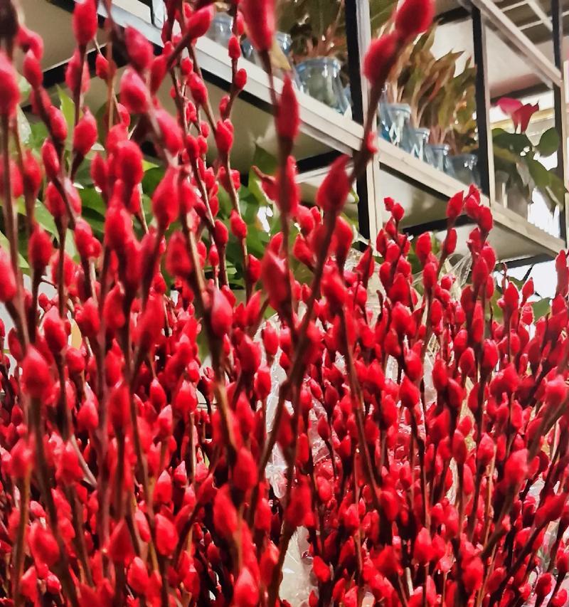 红色海芋花的花语是什么？代表什么？