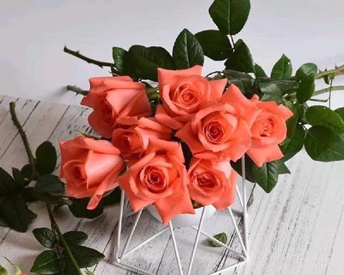 红色海芋花的花语是什么？代表什么？
