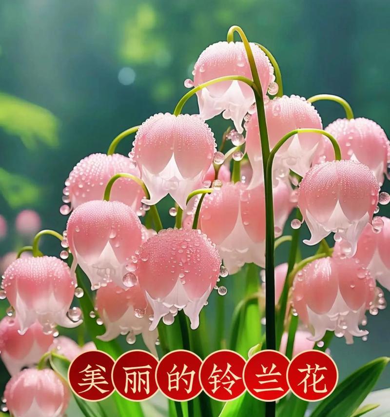 有哪些花代表美好花语？美好花语的花有哪些？