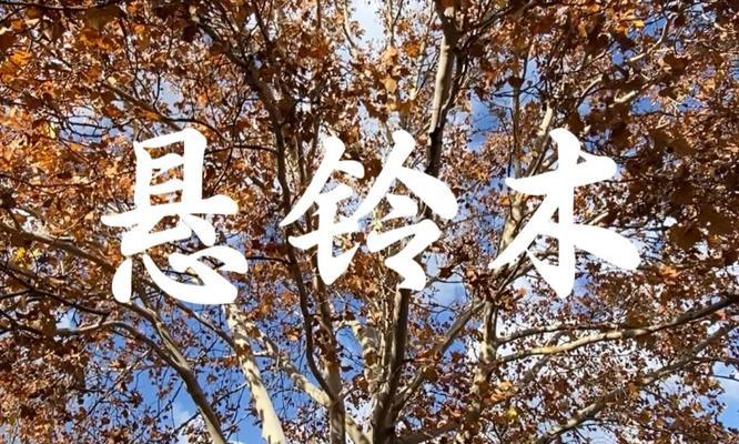 英国梧桐树的花语是什么？代表什么？