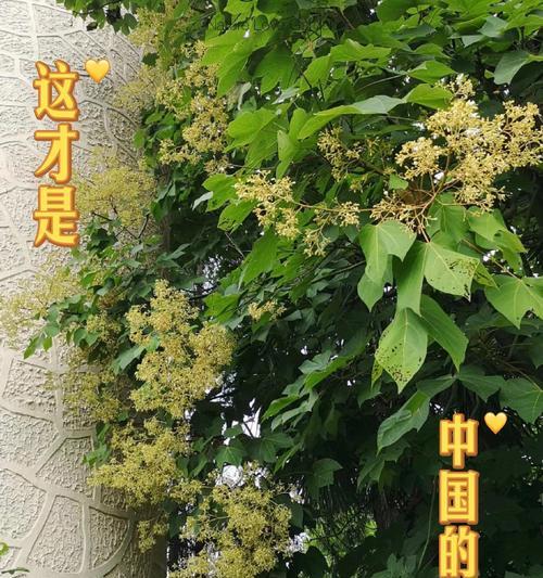 英国梧桐树的花语是什么？代表什么？