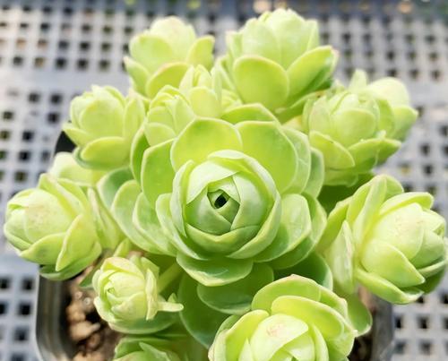 山地玫瑰的花语是什么？代表什么？