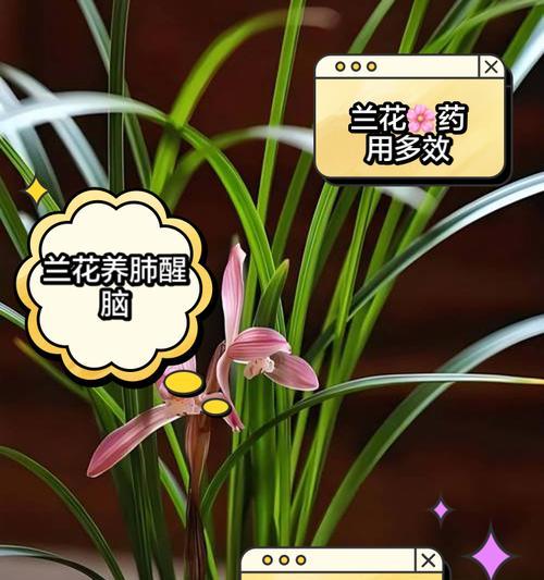 蓝花的花语是什么？寓意有哪些？