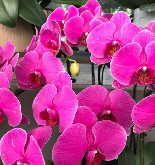 蓝花的花语是什么？寓意有哪些？