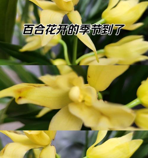 蓝花的花语是什么？寓意有哪些？