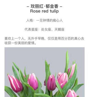 高贵郁金香的花语是什么？代表什么？