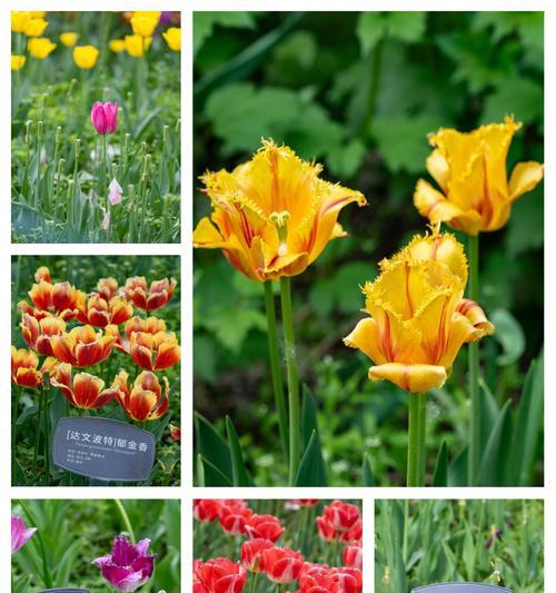 高贵郁金香的花语是什么？代表什么？