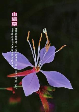 子堆草的花语是什么？寓意有哪些？