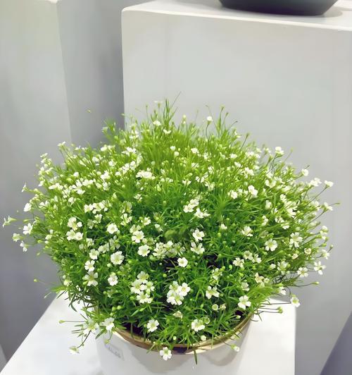 纯白满天星代表什么？它的花语有哪些含义？