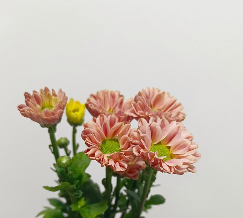 混色小雏菊的花语是什么？它象征着什么？