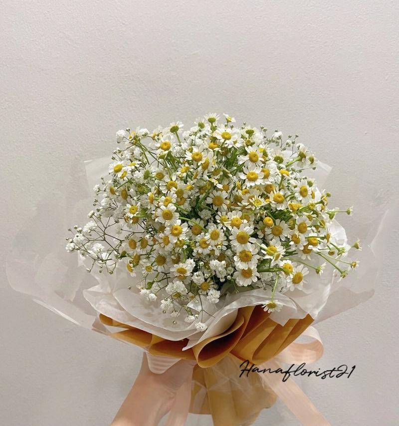 混色小雏菊的花语是什么？它象征着什么？