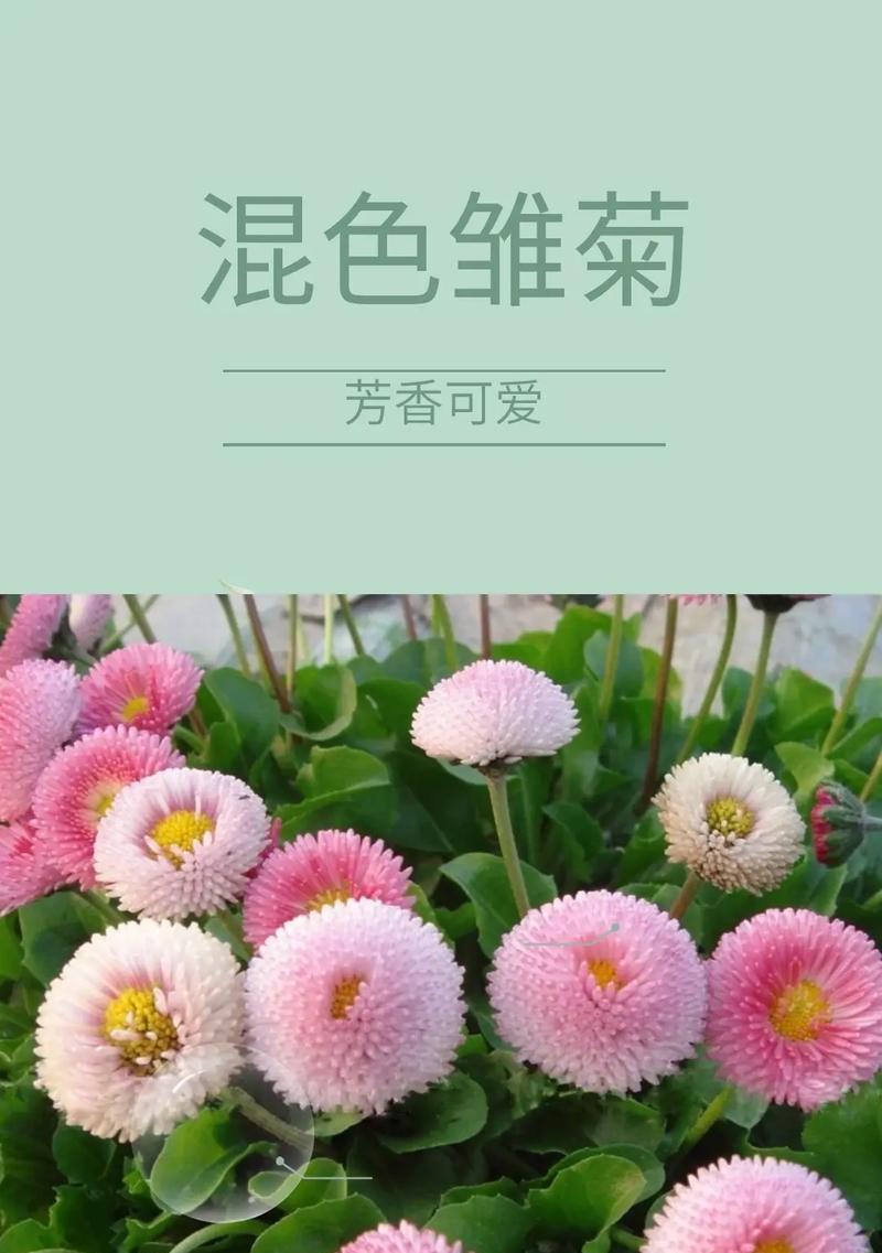 混色小雏菊的花语是什么？它象征着什么？