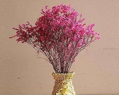 跳舞草的花语有哪些？它象征着什么？