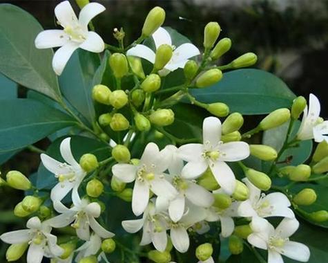 七里香的花语由来是什么？它代表了什么？