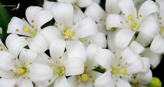 七里香的花语由来是什么？它代表了什么？