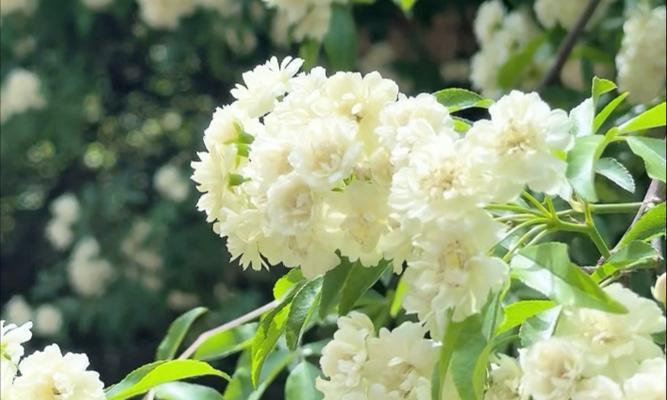 七里香的花语由来是什么？它代表了什么？