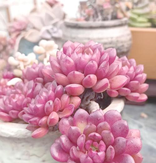 红宝石的花语和寓意是什么？它象征着什么？