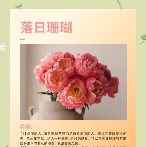 珊瑚色玫瑰花的花语是什么？它象征着什么？