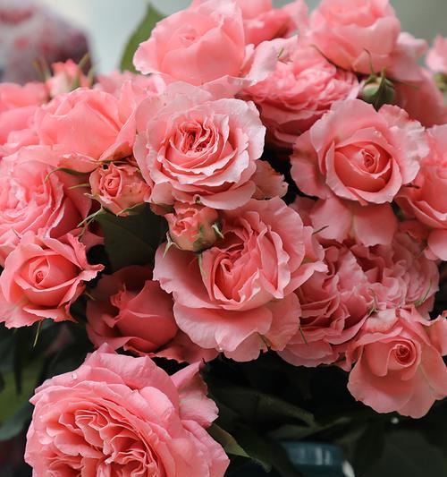 珊瑚色玫瑰花的花语是什么？它象征着什么？