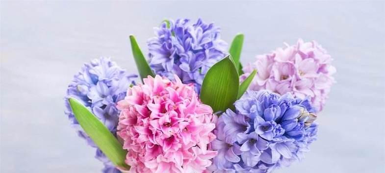 各色风信子的花语有哪些？它们分别代表什么？