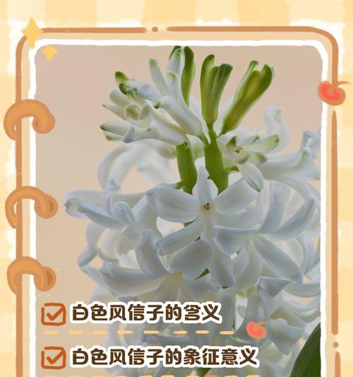 各色风信子的花语有哪些？它们分别代表什么？